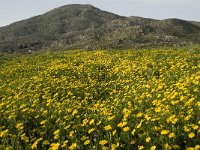 GR, Rethimnon, Agios Vasileios, Spili, Gious-Kambos 14, Saxifraga-Willem van Kruijsbergen