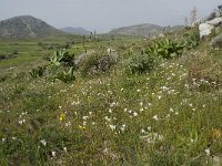 GR, Rethimnon, Agios Vasileios, Spili, Gious-Kambos 19, Saxifraga-Willem van Kruijsbergen