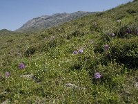 GR, Rethimnon, Agios Vasileios, Spili, Gious-Kambos 5, Saxifraga-Willem van Kruijsbergen