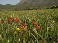 GR, Rethimnon, Agios Vasileios, Spili, Gious-Kambos 9, Saxifraga-Willem van Kruijsbergen