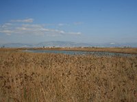 GR, Rodopi, Lasmos, Nestos Delta 11, Saxifraga-Dirk Hilbers