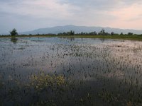 GR, Serres, Sindiki, Limni Kerkini 53, Saxifraga-Dirk Hilbers