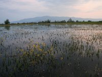 GR, Serres, Sindiki, Limni Kerkini 54, Saxifraga-Dirk Hilbers