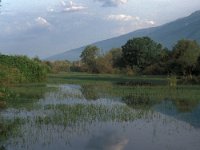 GR, Serres, Sindiki, Limni Kerkini 62, Saxifraga-Jan van der Straaten