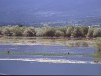 GR, Serres, Sindiki, Limni Kerkini 64, Saxifraga-Jan van der Straaten