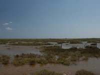 GR, Thessaloniki, Delta, Axios-Loudias Delta 3, Saxifraga-Dirk Hilbers