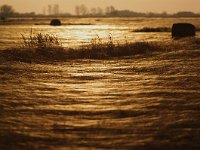 H, Hajdu-Bihar, Hortobagy, Hortobagy NP 10, Saxifraga-Gabor Kovacs : Ökörnyál-mező.Vadlibák is húzzák