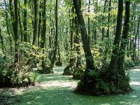 H, Hajdu-Bihar, Hortobagy, Hortobagy NP 11, Saxifraga-Balazs Lesku