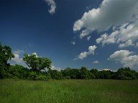 H, Hajdu-Bihar, Hortobagy, Hortobagy NP 9, Saxifraga-Gabor Kovacs : Margita,csikosfejűek diGéppel