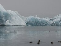 IS, Austerland, Hornafjoerdur, Jokulsarlon 2, Saxifraga-Peter Stein