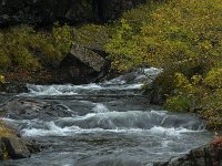 IS, Austurland, Austur-skaftafellssysla, Svartifoss 1, Saxifraga-Dick Hoogenboom