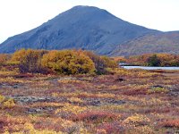 IS, Nordurland eystra, Nordurbing, Myvatn 1, Saxifraga-Dick Hoogenboom