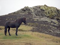 IS, Nordurland eystra, Nordurbing, Myvatn 12, Saxifraga-Dick Hoogenboom