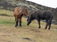 IS, Nordurland eystra, Nordurbing, Myvatn 16, Saxifraga-Dick Hoogenboom