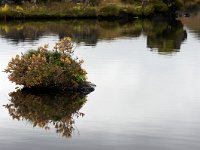 IS, Nordurland eystra, Nordurbing, Myvatn 18, Saxifraga-Dick Hoogenboom