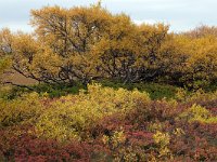 IS, Nordurland eystra, Nordurbing, Myvatn 2, Saxifraga-Dick Hoogenboom