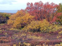 IS, Nordurland eystra, Nordurbing, Myvatn 3, Saxifraga-Dick Hoogenboom