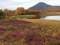 IS, Nordurland eystra, Nordurbing, Myvatn 4, Saxifraga-Dick Hoogenboom