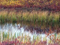 IS, Nordurland eystra, Nordurbing, Myvatn 5, Saxifraga-Dick Hoogenboom