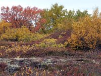 IS, Nordurland eystra, Nordurbing, Myvatn 6, Saxifraga-Dick Hoogenboom