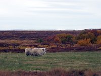 IS, Nordurland eystra, Nordurbing, Myvatn 8, Saxifraga-Dick Hoogenboom