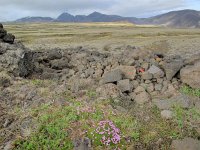 IS, Sudurland, Blaskogabyggd, Tingvellir 1, Saxifraga-Bart Vastenhouw