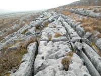 IRL, Burren County, Clare 1, Saxifraga-Sasha van der Sleesen