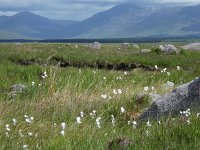 IRL, Galway County, Connemara 2, Saxifraga-Kees  Laarhoven