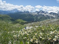 I, Belluno, Livinallongo del Col di Lana, Arabba, Bec de Roces 63, Saxifraga-Annemiek Bouwman