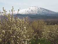 I, Catania, Bronte, Etna 1, Saxifraga-Hans Dekker