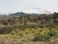 I, Catania, Bronte, Etna 10, Saxifraga-Hans Dekker