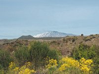 I, Catania, Bronte, Etna 2, Saxifraga-Hans Dekker