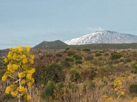 I, Catania, Bronte, Etna 4, Saxifraga-Hans Dekker