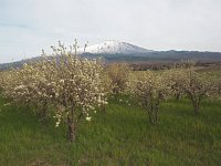 I, Catania, Bronte, Etna 6, Saxifraga-Hans Dekker