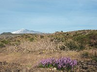 I, Catania, Bronte, Etna 7, Saxifraga-Hans Dekker