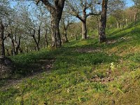 I, Grosseto, Castel del Piano 1, Saxifraga-Hans Dekker