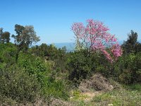 I, Grosseto, Monte Argentario 3, Saxifraga-Hans Dekker