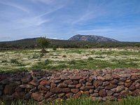 I, Nuoro, Dorgali 10, Saxifraga-Hans Dekker