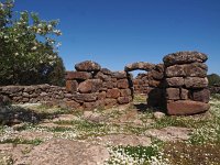 I, Nuoro, Dorgali, Serra e Orrios 1, Saxifraga-Hans Dekker