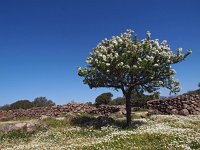 I, Nuoro, Dorgali, Serra e Orrios 2, Saxifraga-Hans Dekker