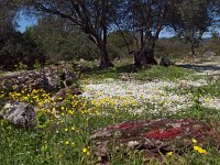 I, Nuoro, Dorgali, Serra e Orrios 4, Saxifraga-Hans Dekker