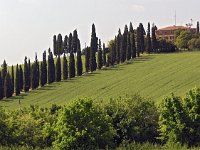 I, Siena, San Quirico d'Orcia 3, Saxifraga-Hans Dekker