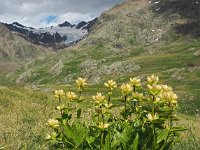 I, Sondrio, Valfurva, Passo di Gavia 2, Saxifraga-Hans Dekker