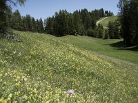 I, Sued-Tirol, Corvara, Col Alt 10, Saxifraga-Willem van Kruijsbergen