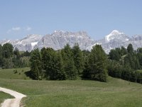 I, Sued-Tirol, Corvara, Col Alt 19, Saxifraga-Willem van Kruijsbergen