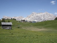 I, Sued-Tirol, Corvara, Col Alt 24, Saxifraga-Willem van Kruijsbergen