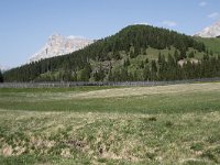 I, Sued-Tirol, Corvara, Col Alt 35, Saxifraga-Willem van Kruijsbergen