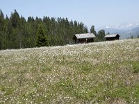 I, Sued-Tirol, Corvara, Col Alt 5, Saxifraga-Willem van Kruijsbergen