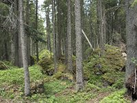 I, Sued-Tirol, Corvara, Kolfuschg, Bosch Borest 1, Saxifraga-Willem van Kruijsbergen