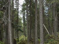 I, Sued-Tirol, Corvara, Kolfuschg, Bosch Borest 2, Saxifraga-Willem van Kruijsbergen